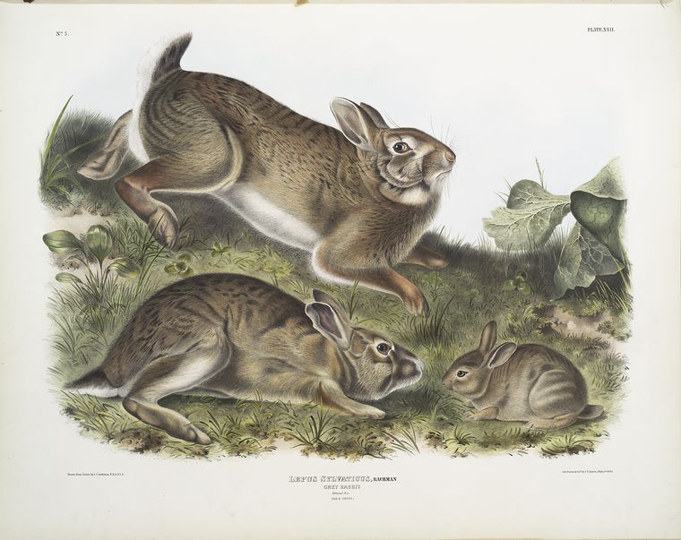 Lepus Sylvaticus, Grey Rabbit. Natural size. Old & young.