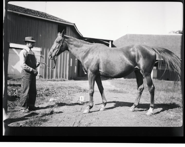 Horse