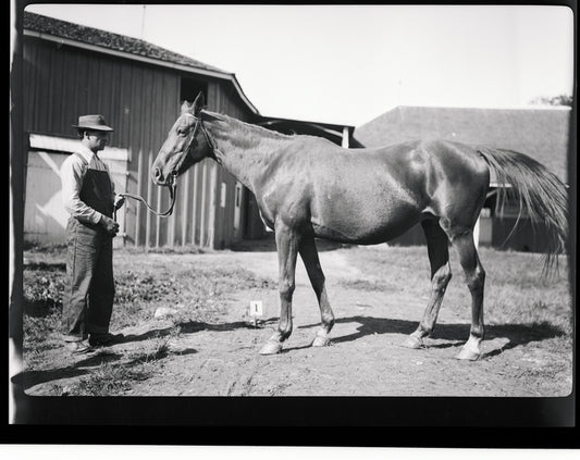 Horse