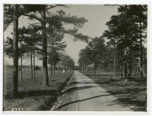 Looking north close to Snodgrass Hill, Chickamauga, Tenn.