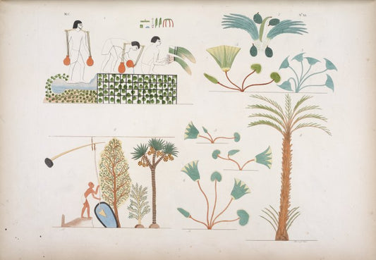 Figg. 1 e 2. Coltivazione e innaffiamento degli ortaggi. Figg. 3, 4, 5, 6, 7, 8. Alberi e piante diverse.