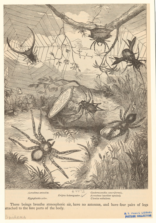 Acrosóma arcuáta ; Hypoplatéa celer ; Eripus heterogaster ; Gasteracantha cancriformis ; Acrosóma (another species) ; Cteníza nídulans