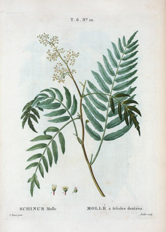 Schinus molle = Mollé à folioles dentées. [Brazilian pepper tree, Peruvian music tree, California pepper tree etc.]