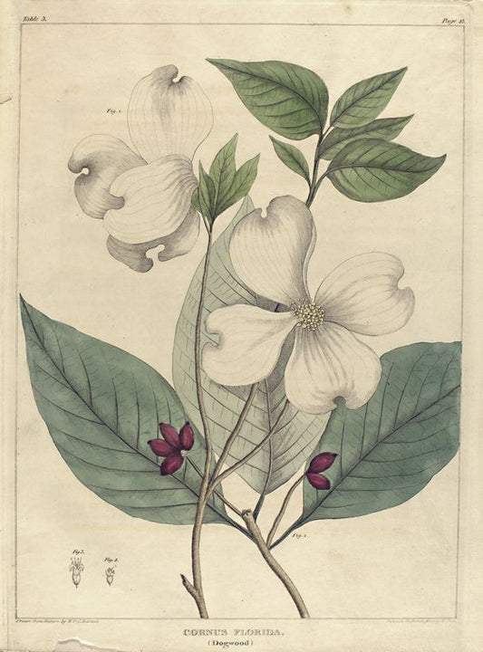 Cornus florida.  (dogwood).
