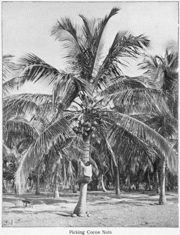 Picking cocoa nuts.