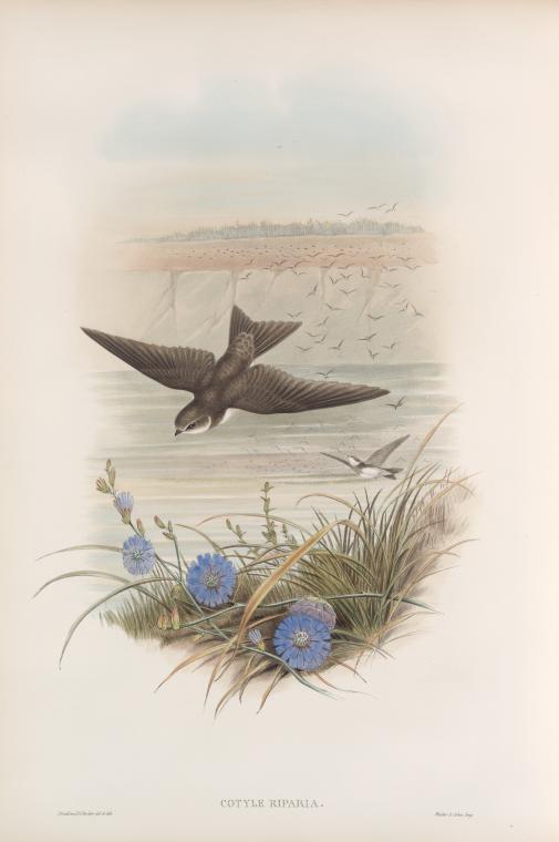 Cotyle riparia. Sand-Martin.