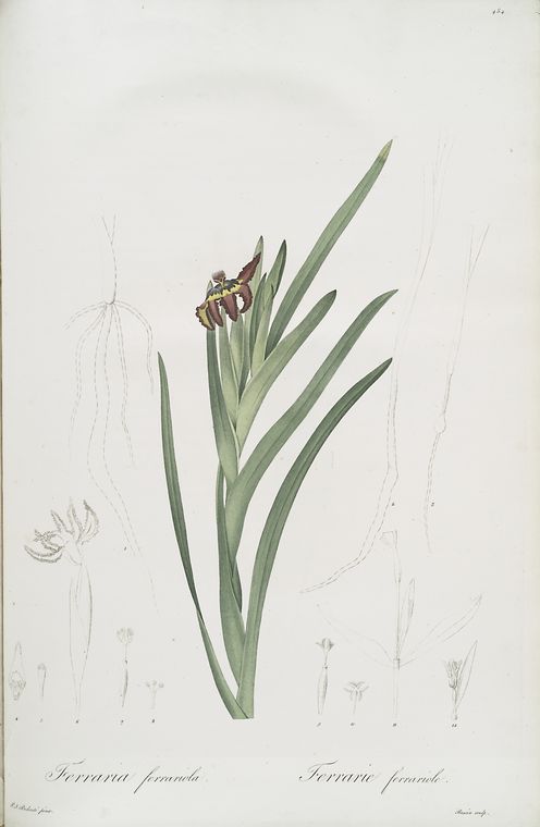 Ferraria Ferrariola