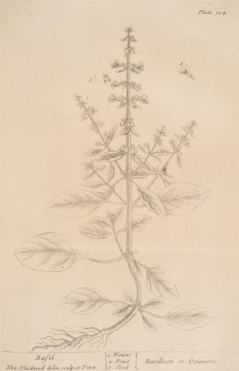 Basil.