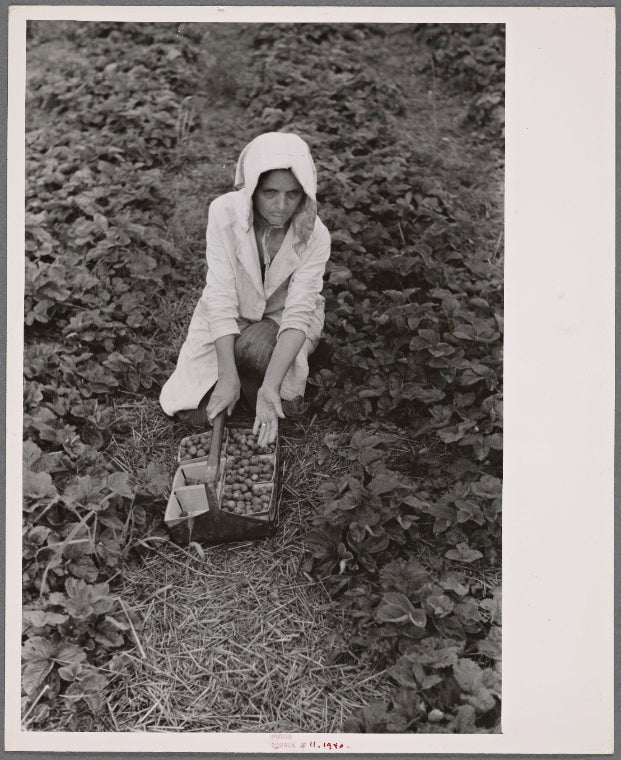 Migrant strawberry picker, Berrien County, Michigan.