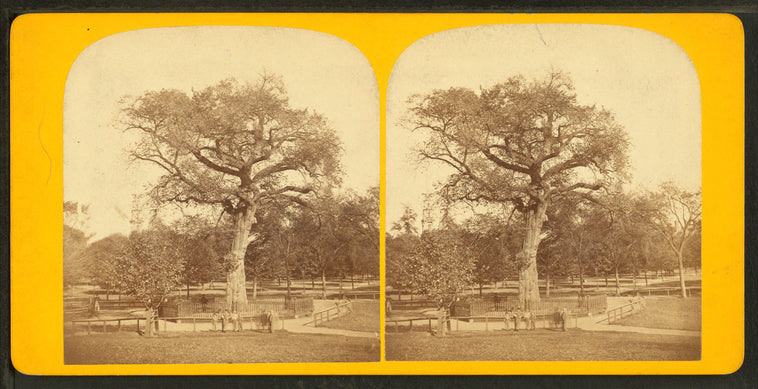 Old elm tree on Boston Common.