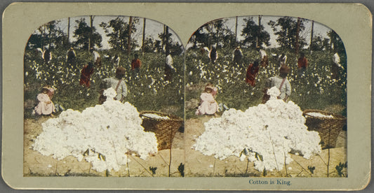 Cotton is King