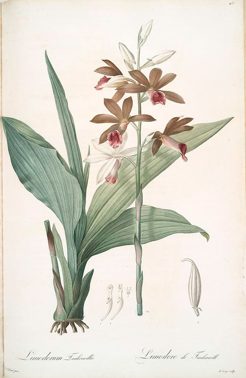 Limodorum tankerwillae