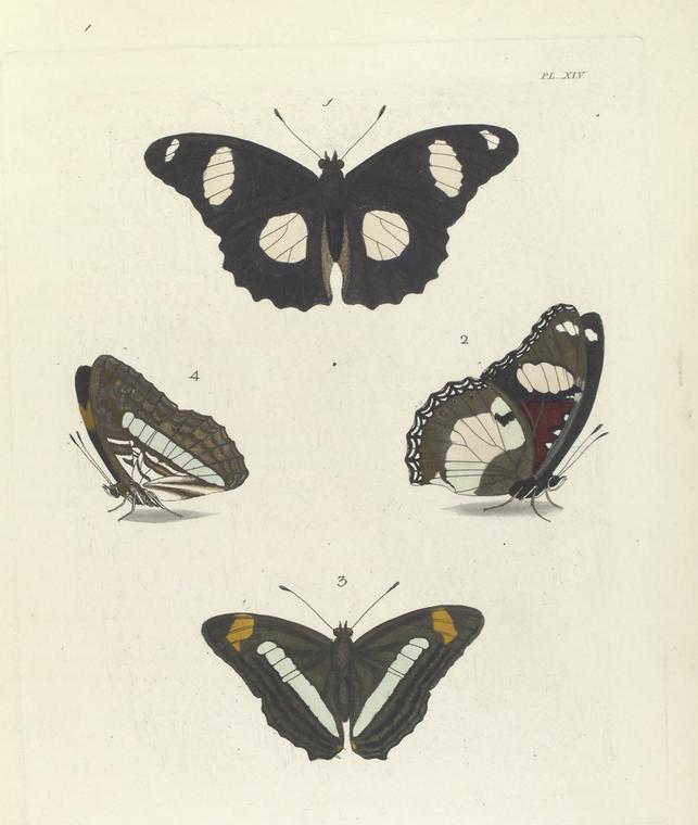 1. 2. Nymphalis Bolina (Upper side and Under side); 3. 4. Nymphalis Iphicla (Upper side and Under side).