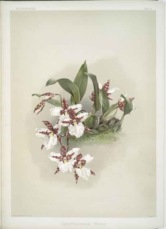 Odontoglossum rossii.