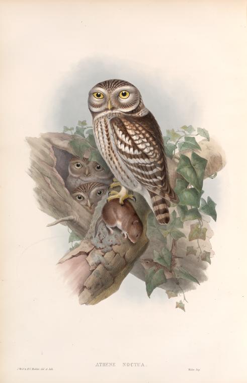 Athene noctua. Little Owl.