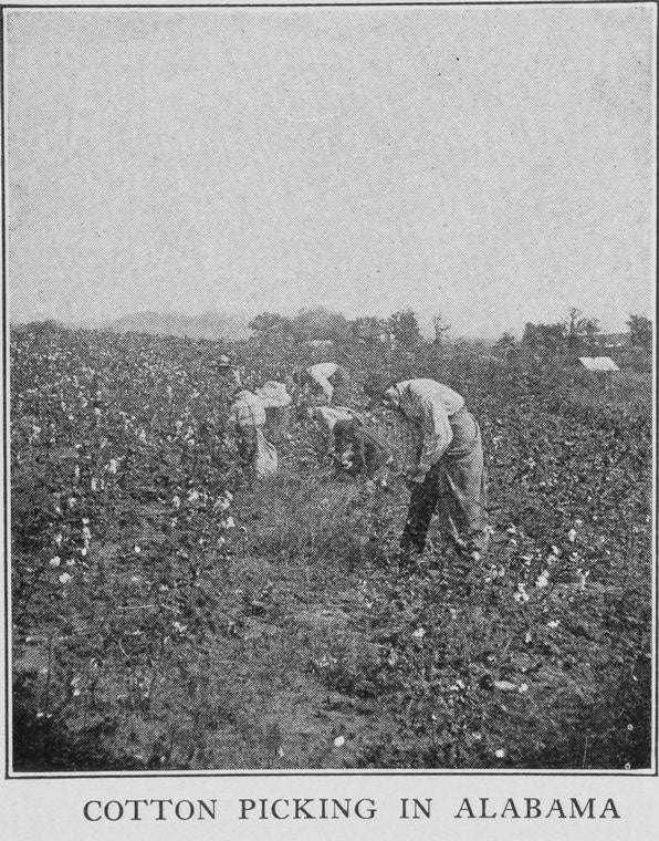 Cotton picking in Alabama.
