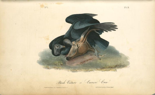 Black Vulture or Carrion Crow