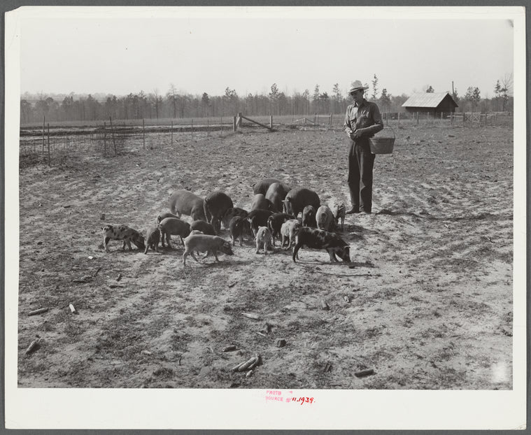 Mr. Jones (project family) and his hogs. Coffee County, Alabama