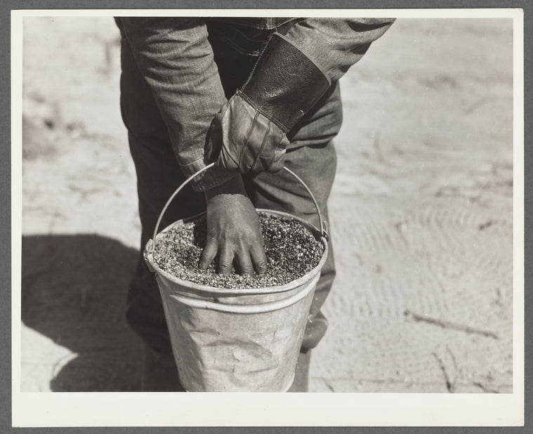 Slash pine seed sown on land use project. Macon County, Alabama. Tuskegee Project