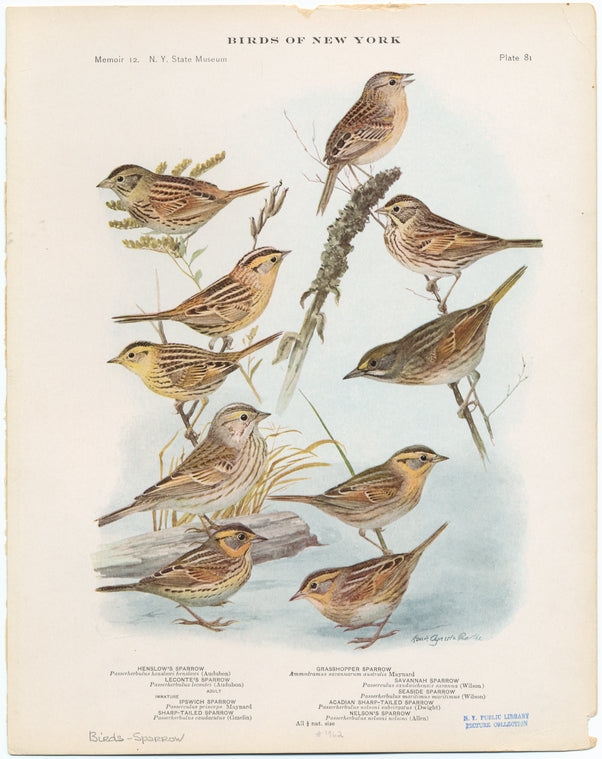 Various examples of New York sparrows