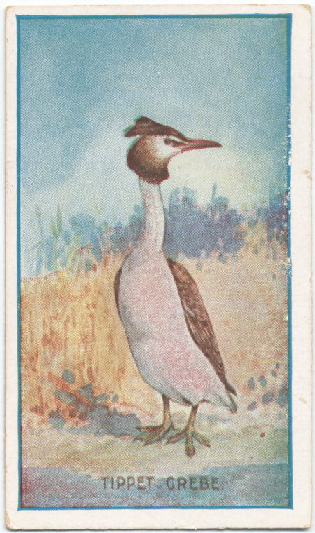 Tippet Grebe.