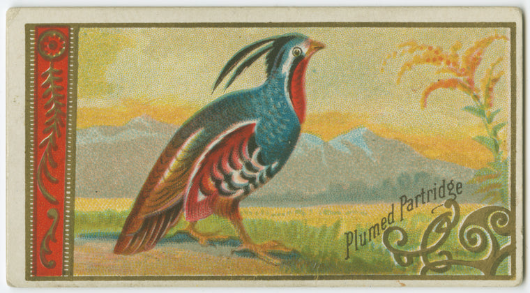Plumed Partridge.