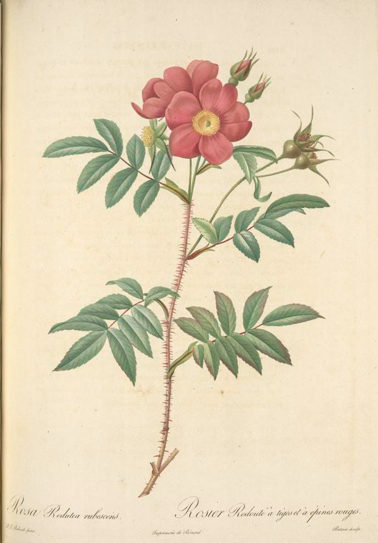 Rosa Redutea Rubescens; Rosier Redoute a tiges et a epines rouges (syn)