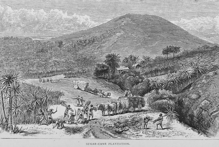 Sugar-cane plantation.