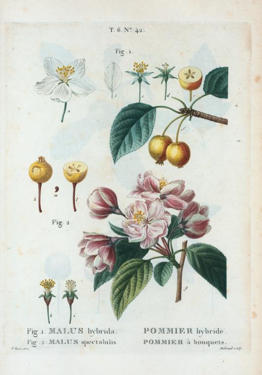 Fig. 1. Malus hybrida = Pommier hybride. Fig. 2. Malus spectabilis = Pommier à bouquets. [Flowering crab apple - Chinese flowering apple]
