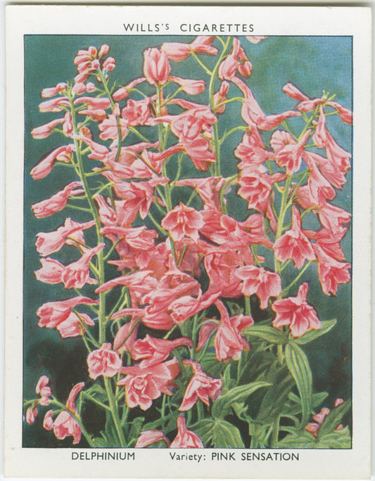 Delphinium.