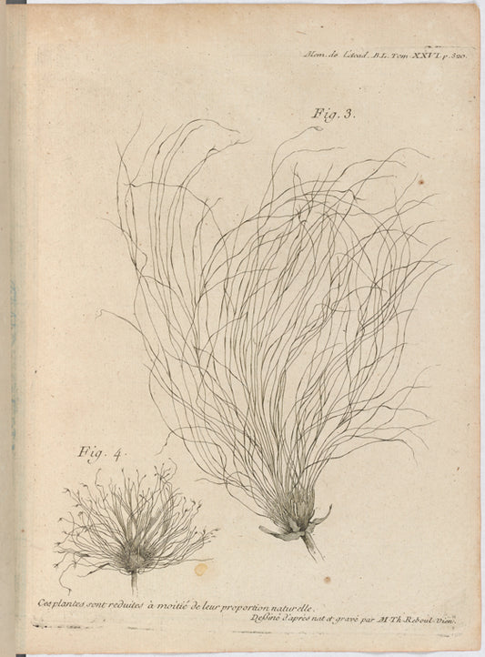 Papyrus plant