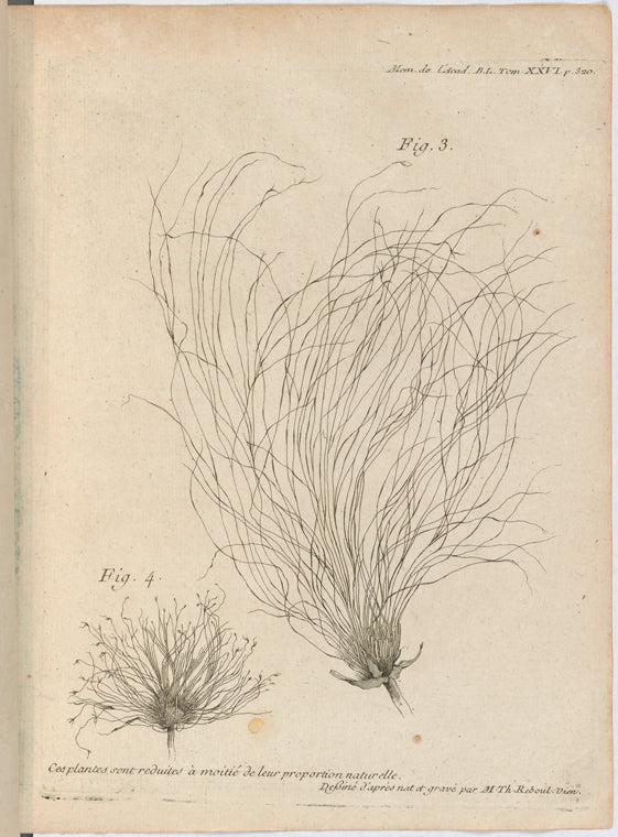Papyrus plant