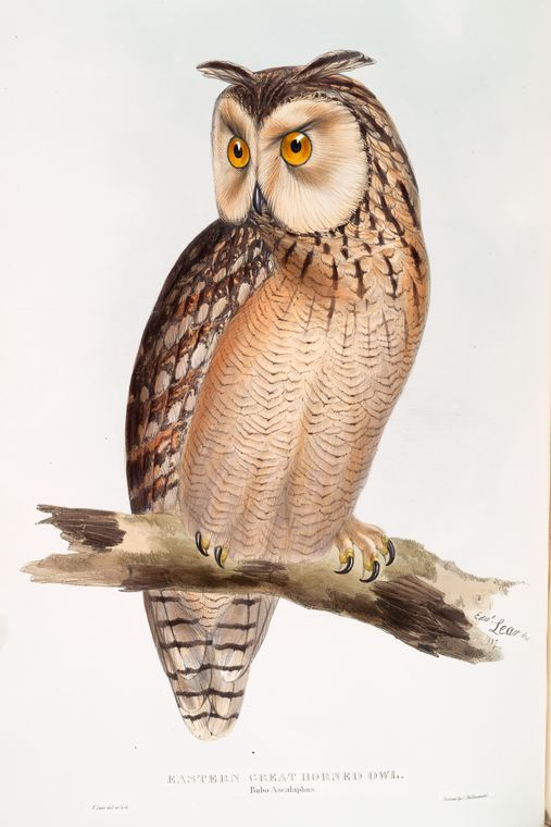 Eastern Great Horned Owl