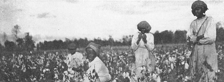 Windsor plantation; [View of African American women working in the cotton field.]