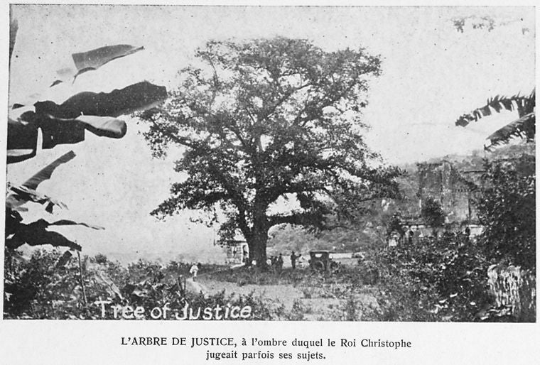 L'arbre de justice, a l'ombre duquel le Roi Christophe jugeait parfois ses sujets.
