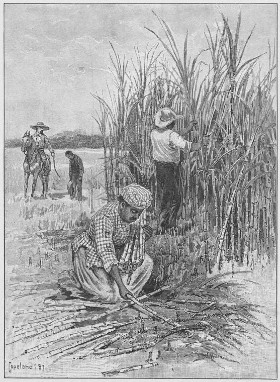 In the field where sugar cane grows