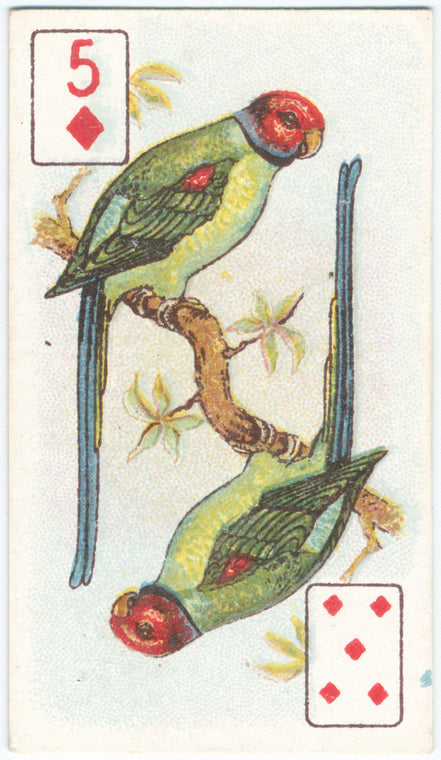 Birds of Brilliant Plummage.