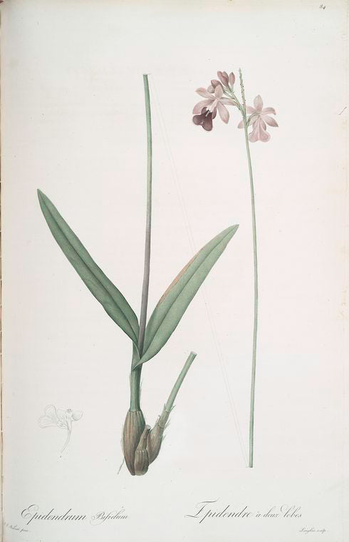 Epidendrum bifidum