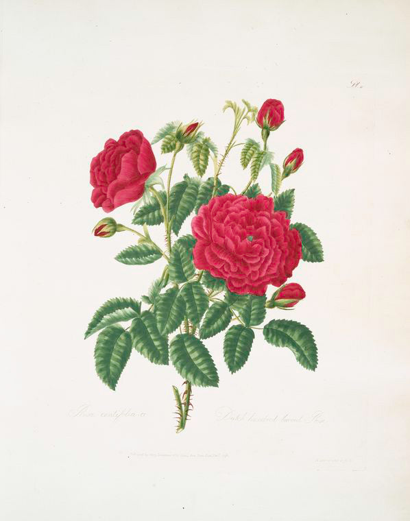 Rosa centifolia