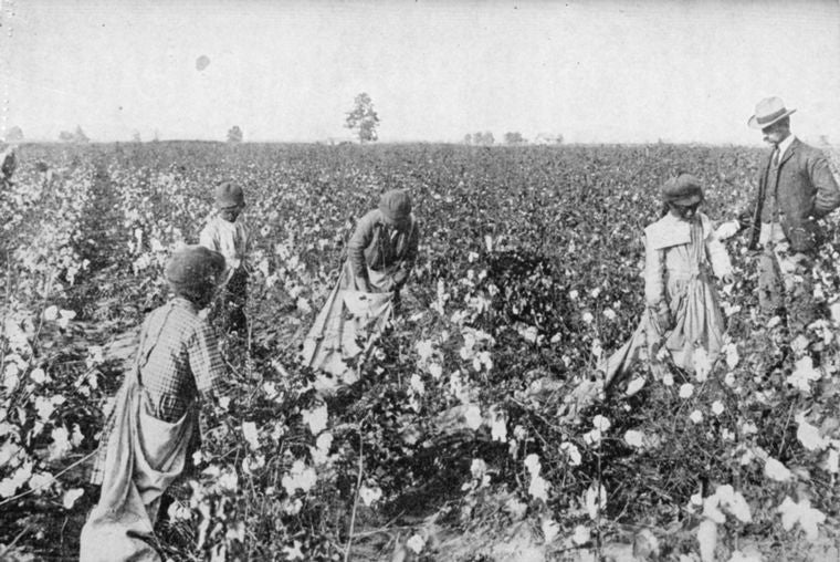 A large cotton field.