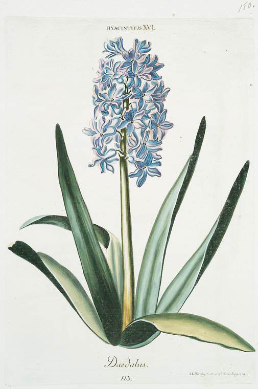 Hyacinthus XVI 'Daedalus". [Hyacinth XVI]