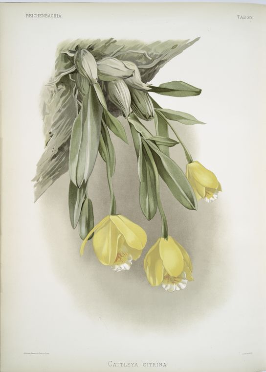 Cattleya citrina.