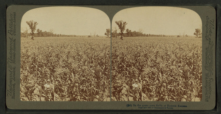 In the great corn fields of eastern Kansas, U.S.A.