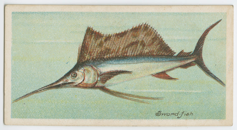 Sword-fish (Histiophorus pulchellus).