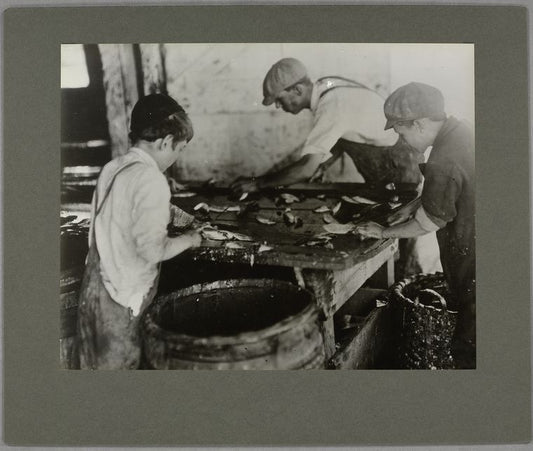 Boys cutting fish in a sardine cannery, August 1911