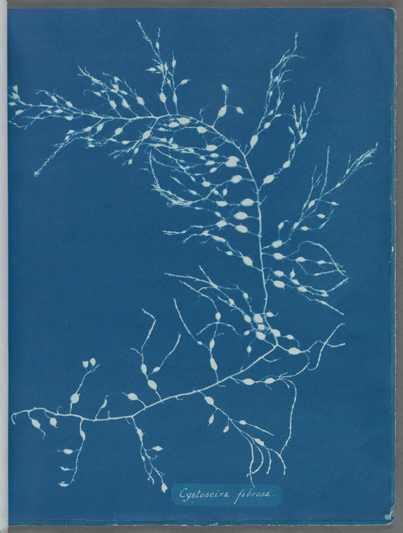 Cystoseira fibrosa