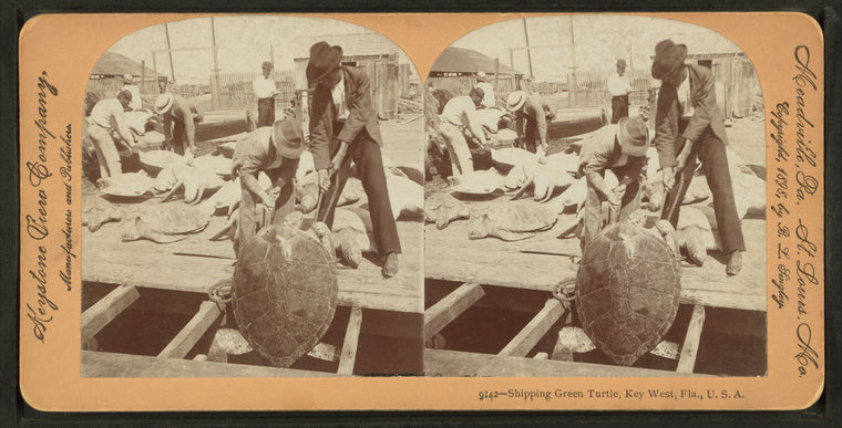 Shipping green turtle, Key West, Fla.