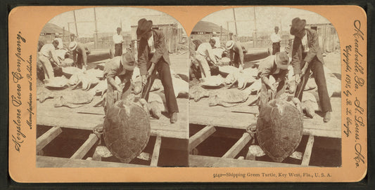 Shipping green turtle, Key West, Fla.