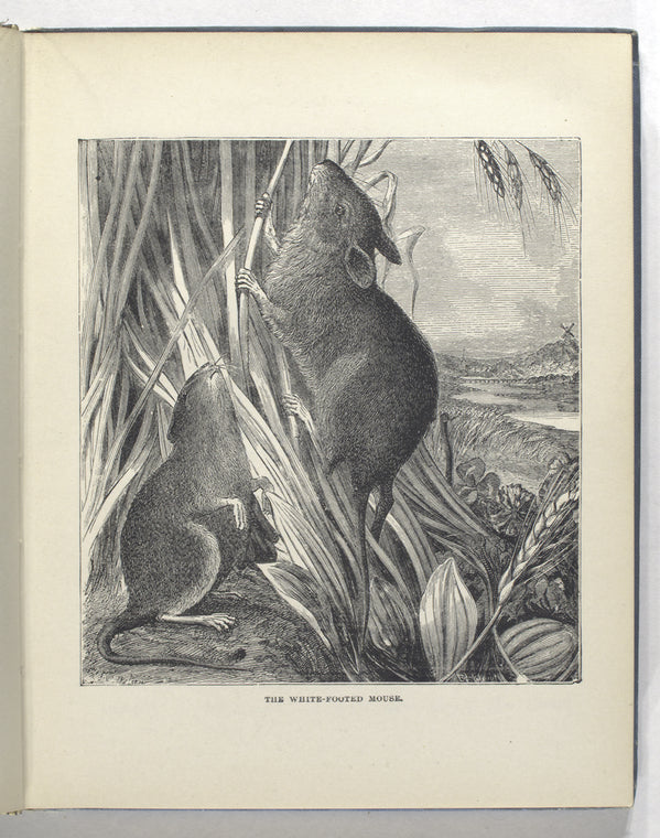 The white-footed mouse