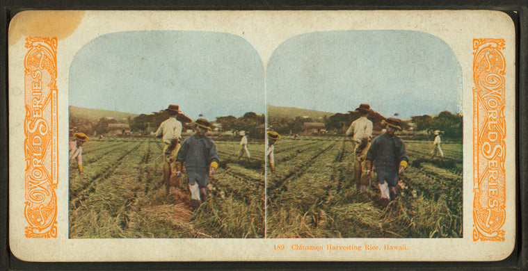 Chinamen harvesting rice, Hawaii